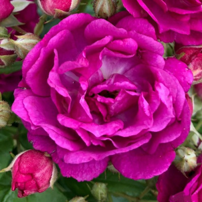 Роза ПЕРПЛ СИЛУЕТТА плетистая в Петропавловске