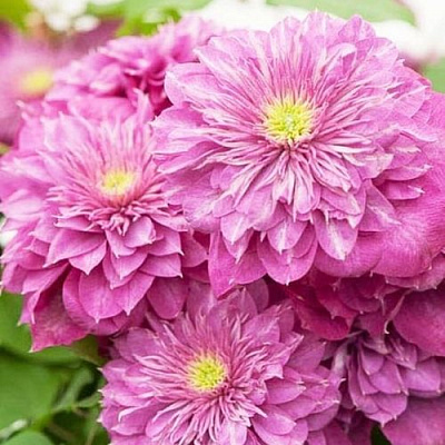 Клематис КАЙЗЕР в Петропавловске