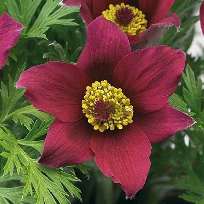 Прострел ПИНВИЛ РЕД ШЕЙДЕС в Петропавловске