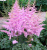 Астильба ГИАЦИНТ Арендса в Петропавловске