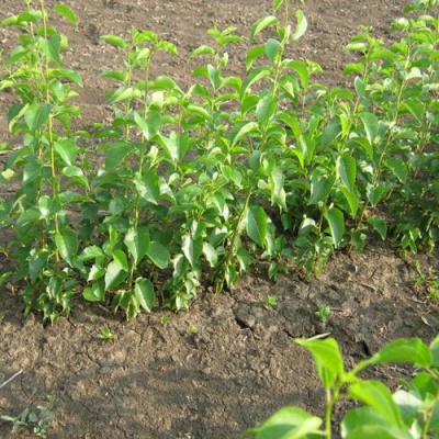 Подвой сливы ДИКАЯ АЛЫЧА в Петропавловске