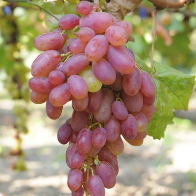 Виноград ВИКТОР в Петропавловске