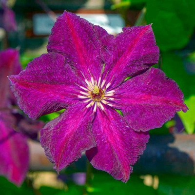 Клематис ГРЮНВАЛЬД в Петропавловске