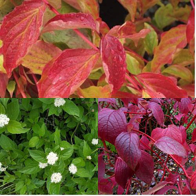 Комплект СЕВЕРНОЕ СИЯНИЕ в Петропавловске