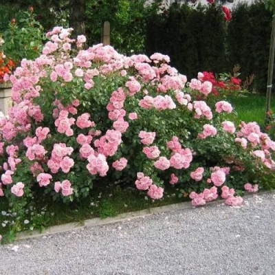 Роза БОНИКА флорибунда в Петропавловске