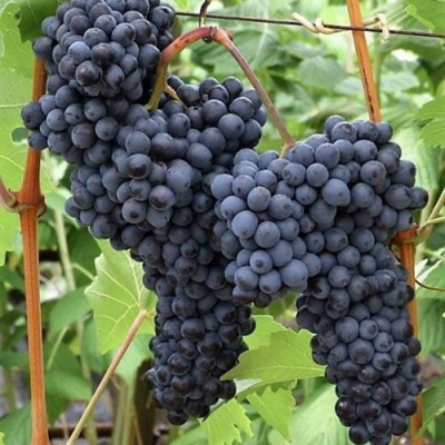 Виноград КИШМИШ КРАСЕНЬ в Петропавловске