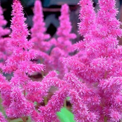 Астильба АМЕТИСТ Арендса в Петропавловске