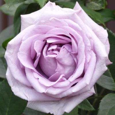Роза ИНДИГОЛЕТТА плетистая в Петропавловске