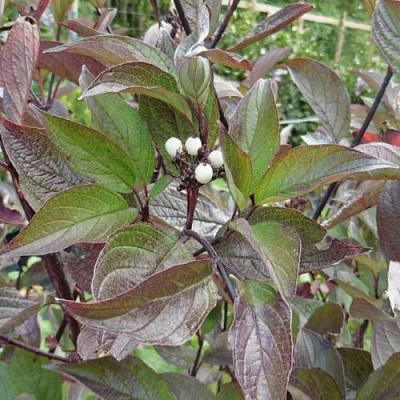 Дерен КЕССЕЛЬРИНГИ в Петропавловске