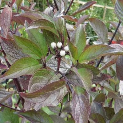 Дерен КЕССЕЛЬРИНГИ в Петропавловске