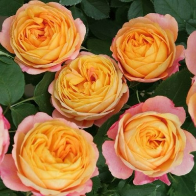 Роза БЕБИ РОМАНТИКА миниатюрная в Петропавловске