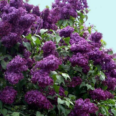 Сирень ИНДИЯ в Петропавловске