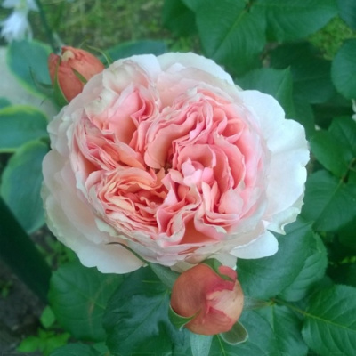 Роза ФИЛИНГ чайно-гибридная в Петропавловске