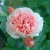 Роза ФИЛИНГ чайно-гибридная в Петропавловске