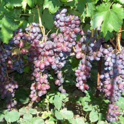 Виноград ГЛАША в Петропавловске