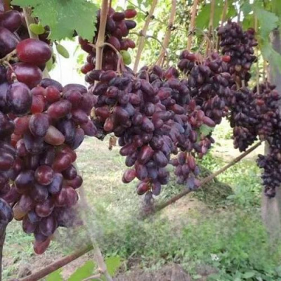Виноград БАЙКОНУР в Петропавловске