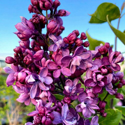 Сирень ВИОЛЕТТА в Петропавловске