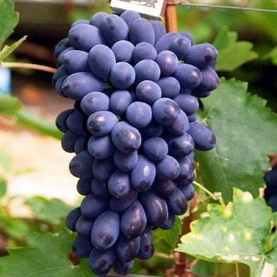 Виноград КОДРЯНКА в Петропавловске