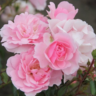 Роза БОНИКА флорибунда в Петропавловске