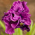 Ирис БАНДЛ ОВ ДЖОЙ сибирский в Петропавловске