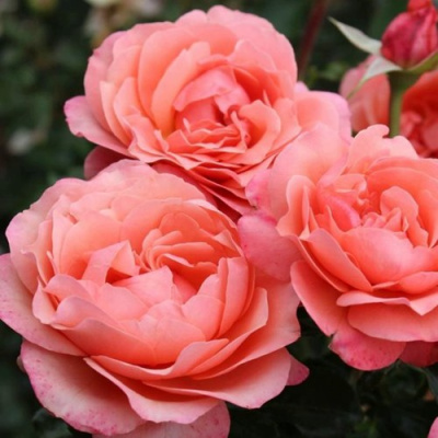 Роза КОРАЛ ЛИОНС РОУЗ флорибунда в Петропавловске