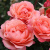 Роза КОРАЛ ЛИОНС РОУЗ флорибунда в Петропавловске