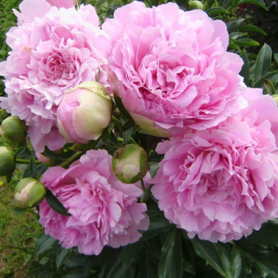 Пион ДИННЕР ПЛЕЙТ травянистый в Петропавловске