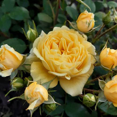 Роза флорибунда в Петропавловске