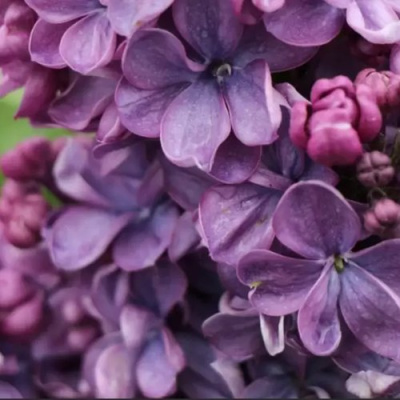 Сирень ВИОЛЕТТА в Петропавловске