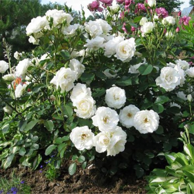 Роза АЛАБАСТЕР флорибунда в Петропавловске