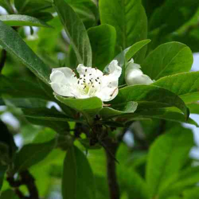 МУШМУЛА  в Петропавловске