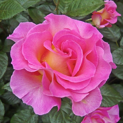 Роза ПИНК ПАРАДАЙЗ чайно-гибридная в Петропавловске