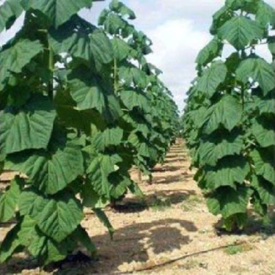 Павлония ПАО ТОГН Z07 в Петропавловске