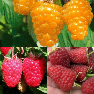 Комплект ЗОЛОТАЯ МАЛИНА в Петропавловске