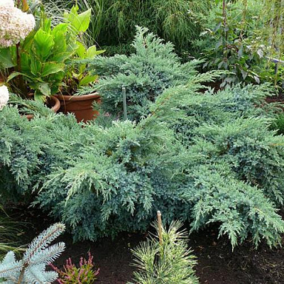 Можжевельник БЛЮ ШВЕД (СВИД) чешуйчатый в Петропавловске