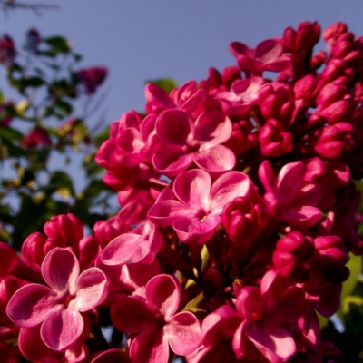 Сирень КРАСНАЯ МОСКВА в Петропавловске