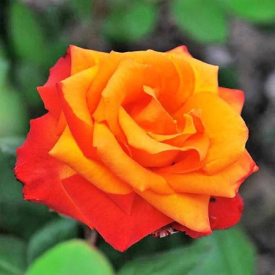 Роза ТЕМПИ МОДЕРНИ чайно-гибридная в Петропавловске