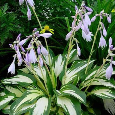 Хоста КРИСМАС КЭНДИ гибридная в Петропавловске