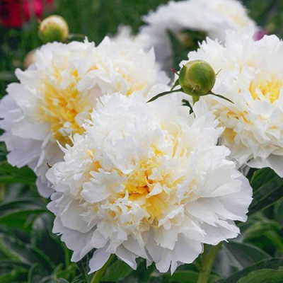 Пион ЧЕДДЕР ЧИЗ травянистый в Петропавловске