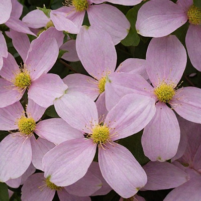 Клематис ГОРНЫЙ в Петропавловске