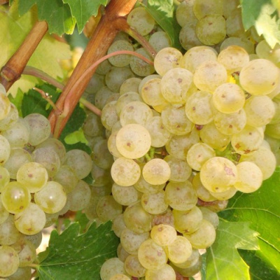 Виноград РИТОН в Петропавловске