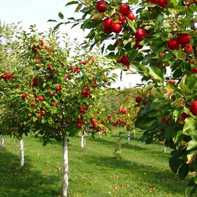 Плодовые деревья в Петропавловске