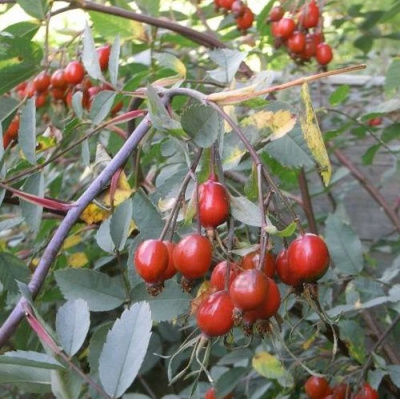Роза сизая в Петропавловске