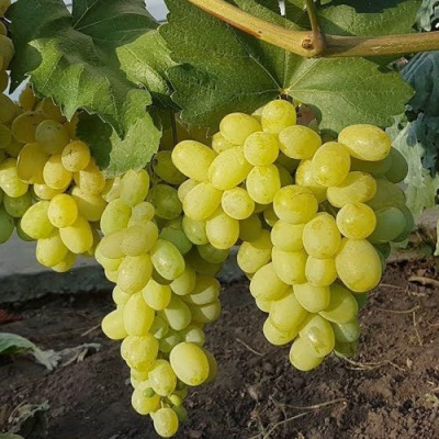 Виноград ЛОРА (ФЛОРА) в Петропавловске