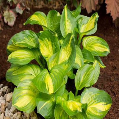 Хоста ЭМЕРАЛЬД ЧАРДЖЕР гибридная в Петропавловске