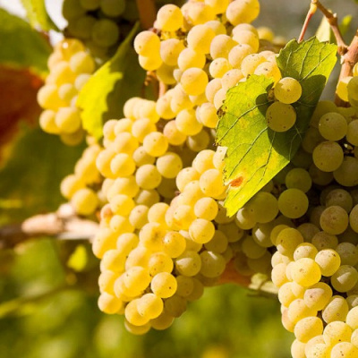 Виноград ШАРДОНЕ в Петропавловске