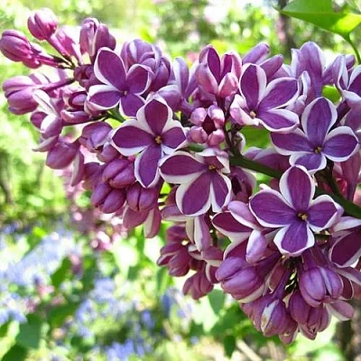 Сирень СЕНСАЦИЯ (привитая) в Петропавловске