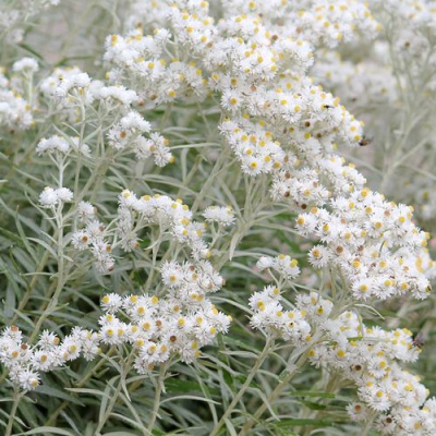 Анафалис ЖЕМЧУЖНЫЙ в Петропавловске