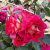 Роза БРЕРА флорибунда в Петропавловске