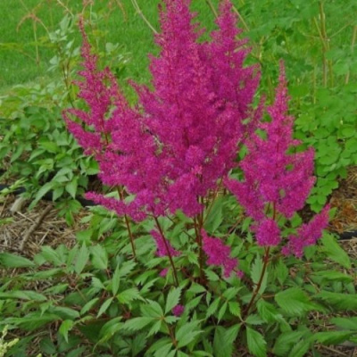 Астильба ЭЛИЗАБЕТ ВАН ВИН японская в Петропавловске